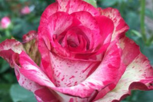 rzadko spotykane sadzonki roz